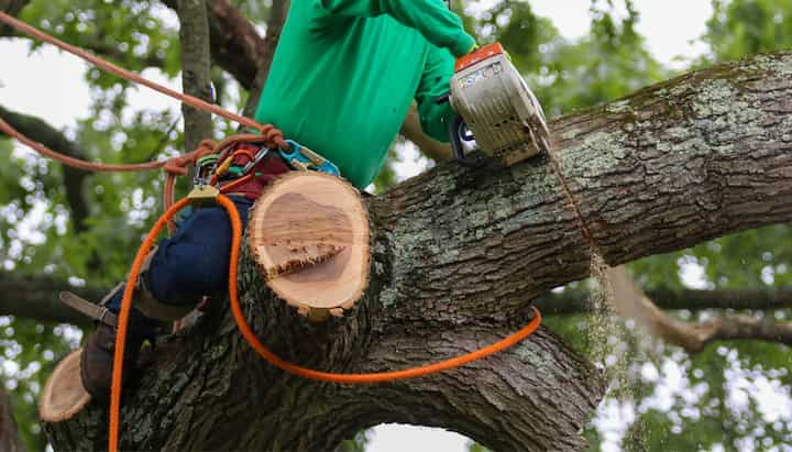 warwick tree service