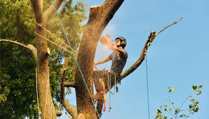 warwick tree service