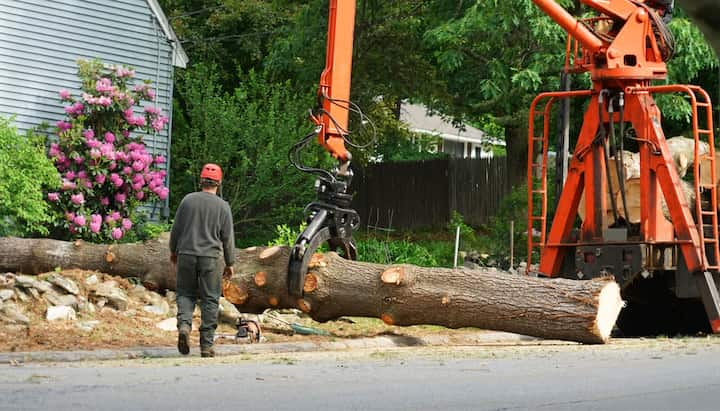 warwick tree service