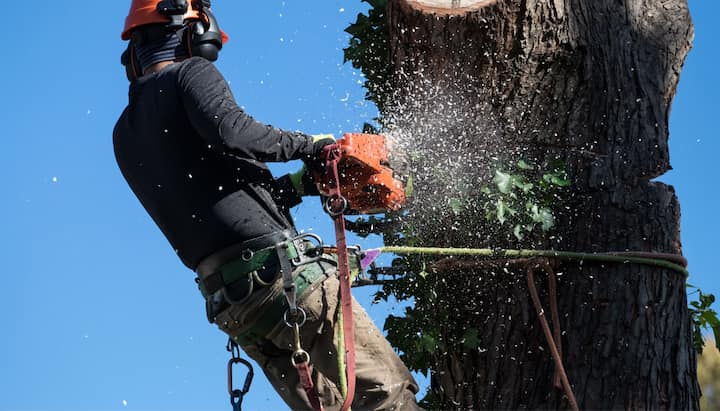 warwick tree service